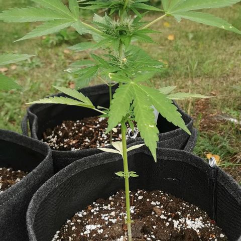 Auto Acid growlog timeline photo