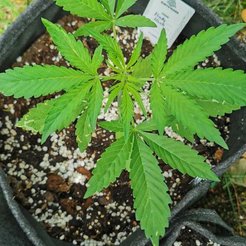 Auto Hindu Kush growlog timeline photo