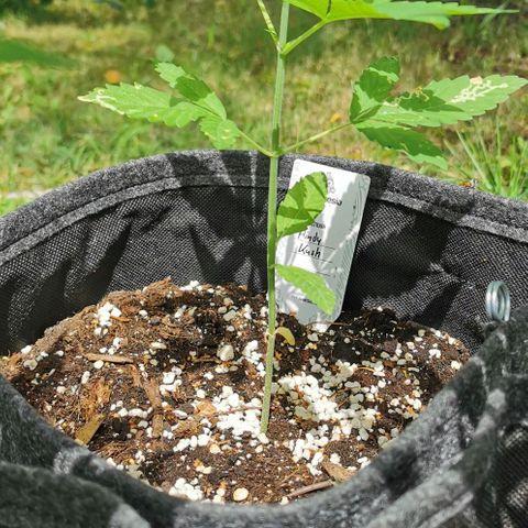 Auto Hindu Kush growlog timeline photo