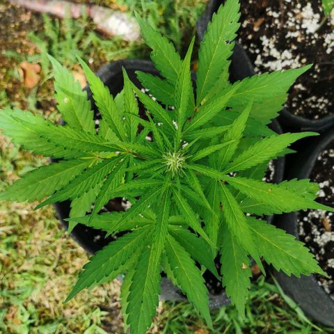 Stress Killer Automatic growlog timeline photo