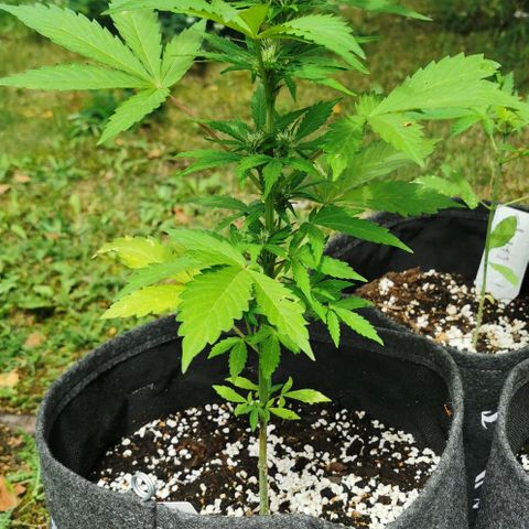 Stress Killer Automatic growlog timeline photo