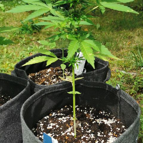 Auto Acid growlog timeline photo