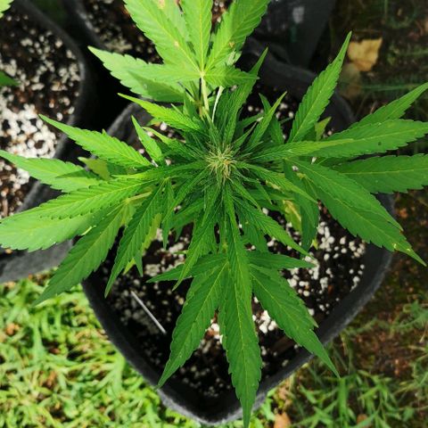 Auto Acid growlog timeline photo