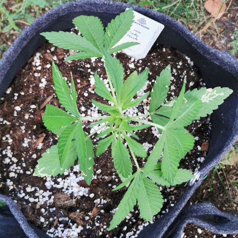 Auto Hindu Kush growlog timeline photo