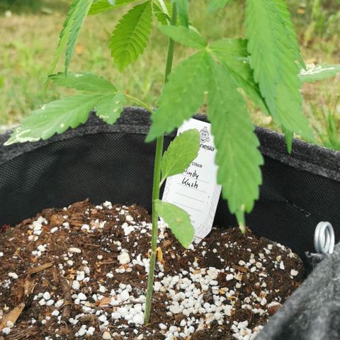Auto Hindu Kush growlog timeline photo