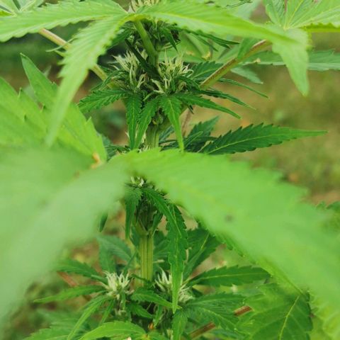 Stress Killer Automatic growlog timeline photo