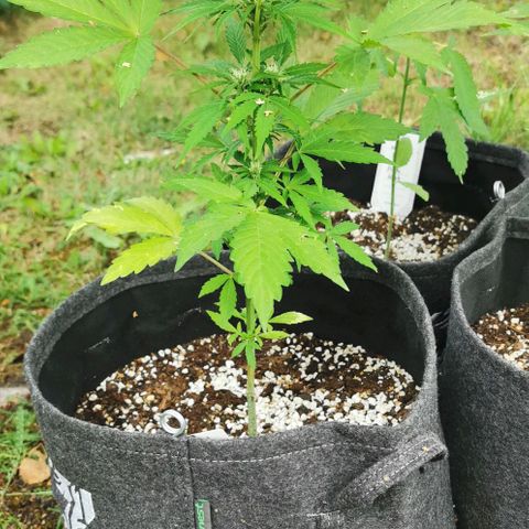 Stress Killer Automatic growlog timeline photo
