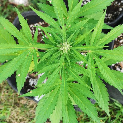 Stress Killer Automatic growlog timeline photo