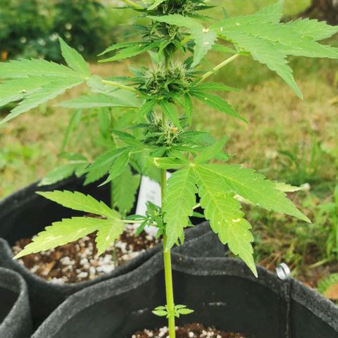 Auto Acid growlog timeline photo