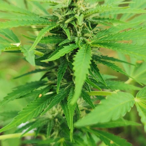 Auto Acid growlog timeline photo
