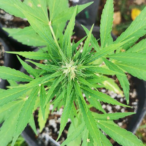 Auto Acid growlog timeline photo