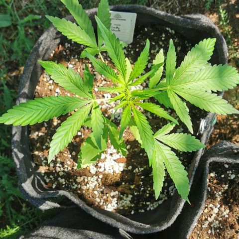 Auto Hindu Kush growlog timeline photo