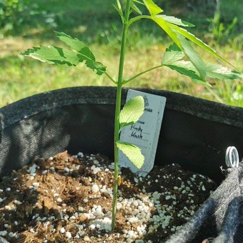 Auto Hindu Kush growlog timeline photo