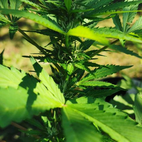 Stress Killer Automatic growlog timeline photo