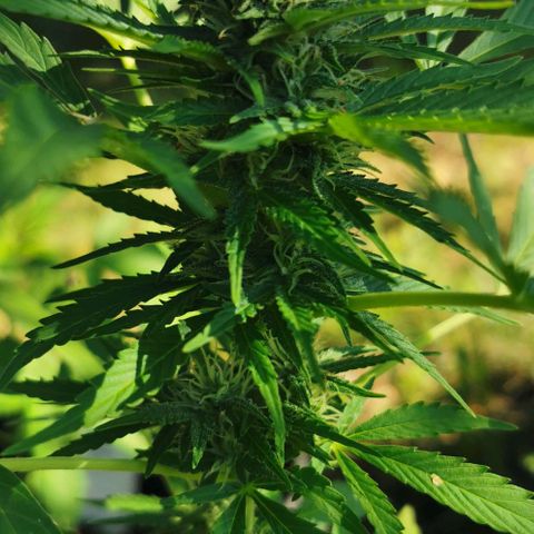 Auto Acid growlog timeline photo