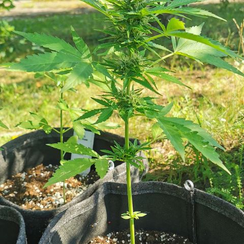 Auto Acid growlog timeline photo