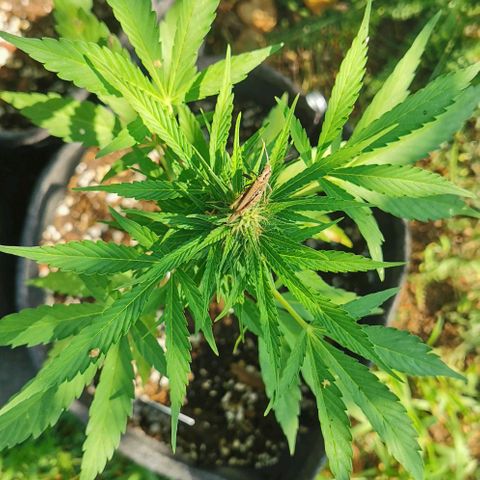 Auto Acid growlog timeline photo