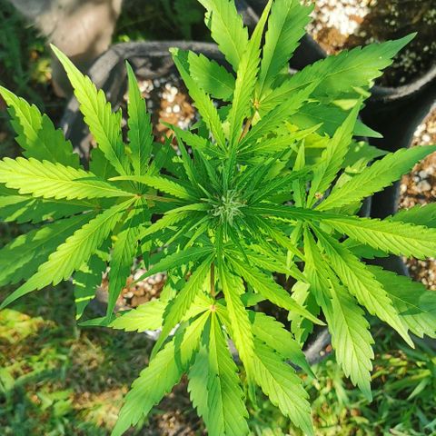 Stress Killer Automatic growlog timeline photo