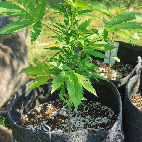 Stress Killer Automatic growlog timeline photo