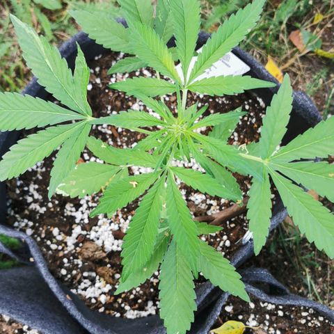 Auto Hindu Kush growlog timeline photo