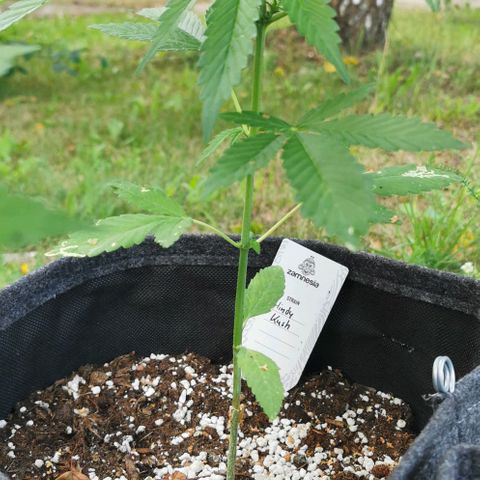 Auto Hindu Kush growlog timeline photo
