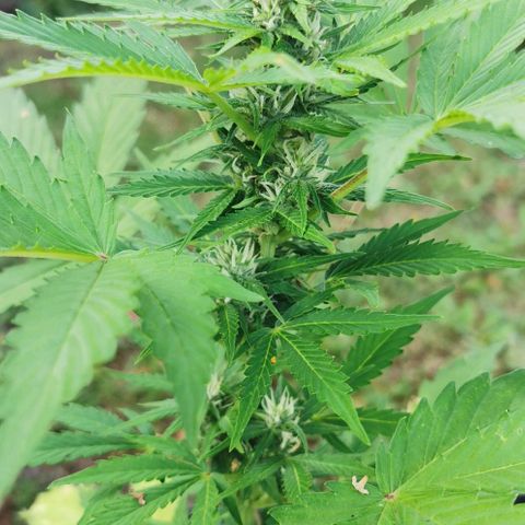Stress Killer Automatic growlog timeline photo