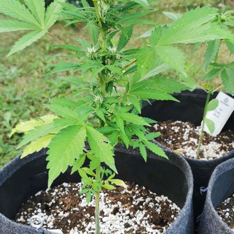 Stress Killer Automatic growlog timeline photo