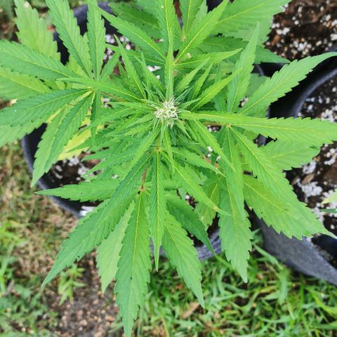 Stress Killer Automatic growlog timeline photo