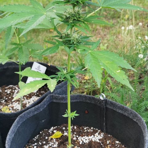 Auto Acid growlog timeline photo