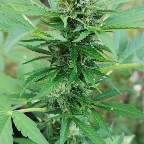 Auto Acid growlog timeline photo