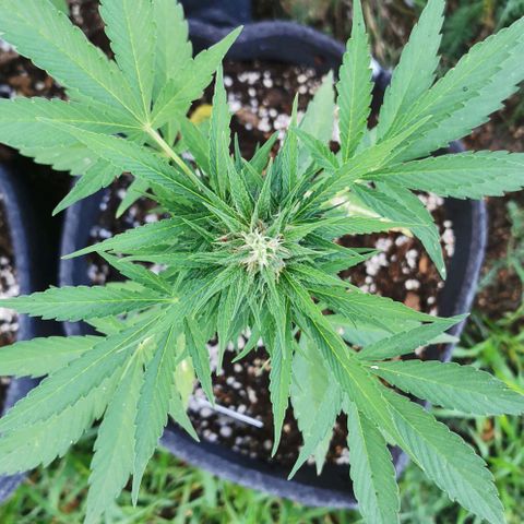 Auto Acid growlog timeline photo