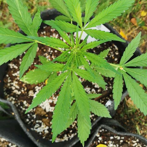 Auto Hindu Kush growlog timeline photo