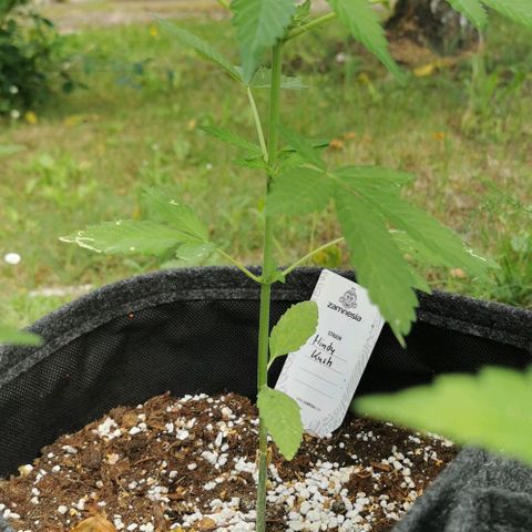 Auto Hindu Kush growlog timeline photo
