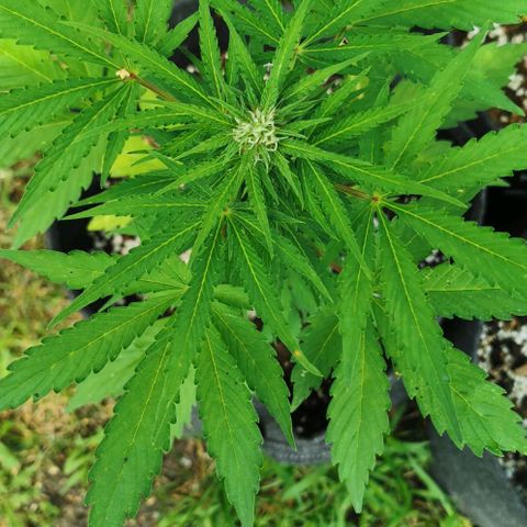 Stress Killer Automatic growlog timeline photo