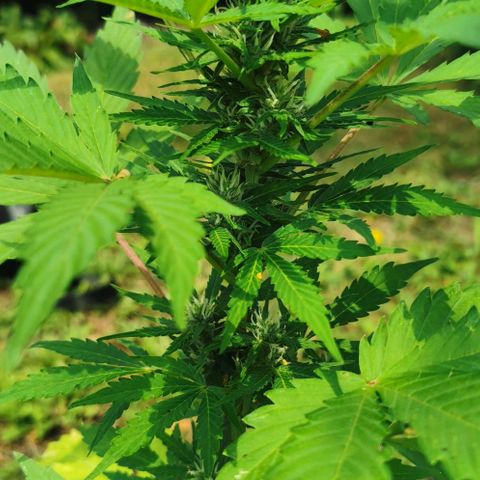 Stress Killer Automatic growlog timeline photo