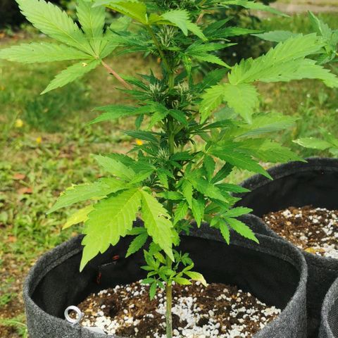 Stress Killer Automatic growlog timeline photo