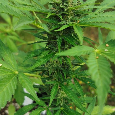 Auto Acid growlog timeline photo
