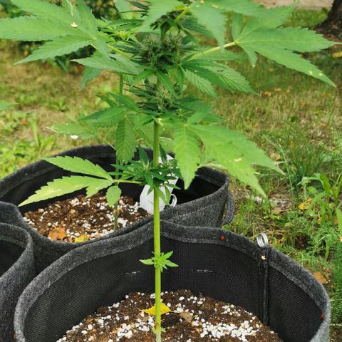 Auto Acid growlog timeline photo