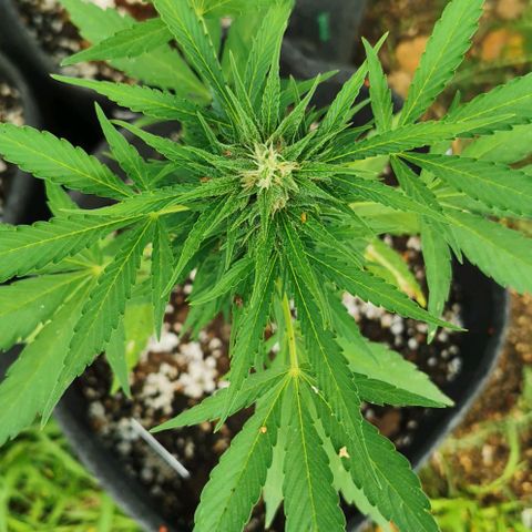 Auto Acid growlog timeline photo
