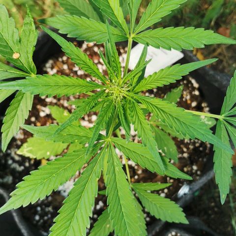 Auto Hindu Kush growlog timeline photo