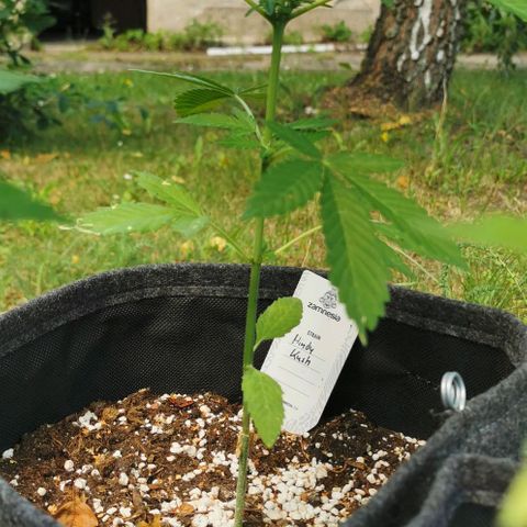 Auto Hindu Kush growlog timeline photo