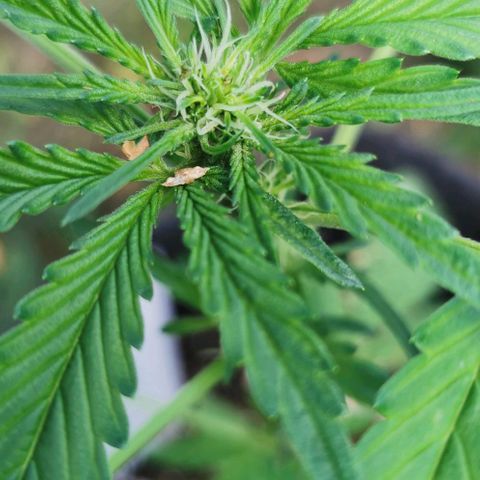 Auto Hindu Kush growlog timeline photo