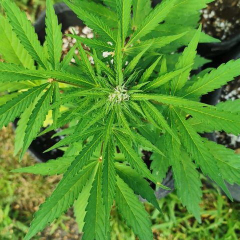 Stress Killer Automatic growlog timeline photo