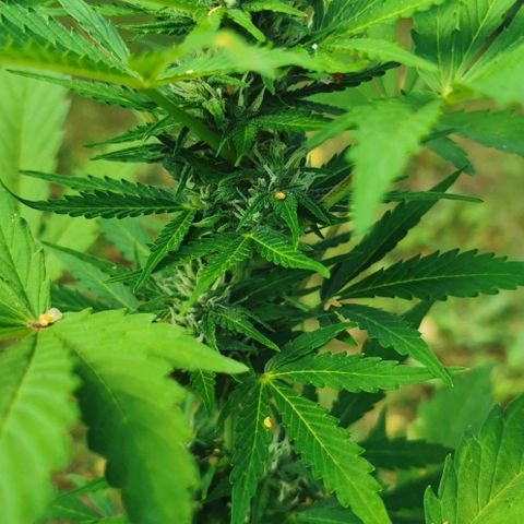 Stress Killer Automatic growlog timeline photo