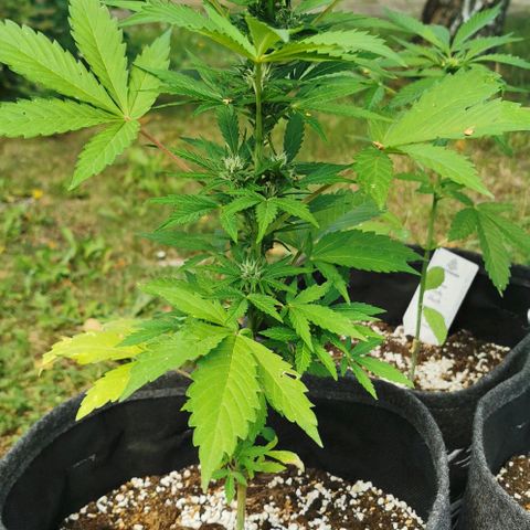 Stress Killer Automatic growlog timeline photo