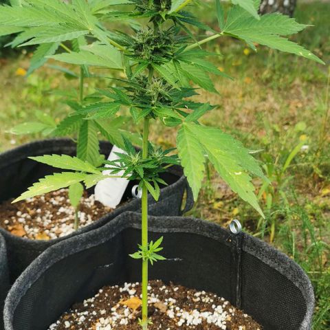 Auto Acid growlog timeline photo