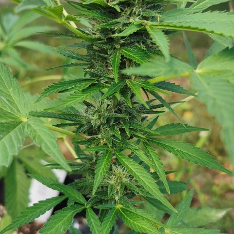Auto Acid growlog timeline photo