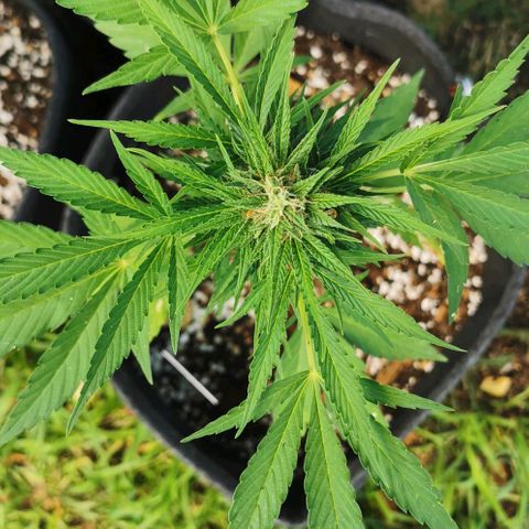 Auto Acid growlog timeline photo