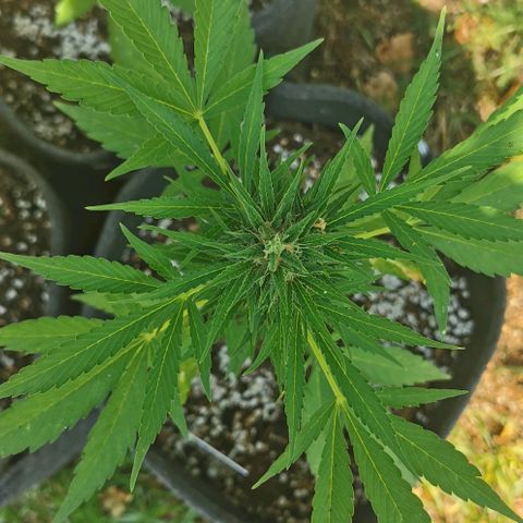 Auto Acid growlog timeline photo