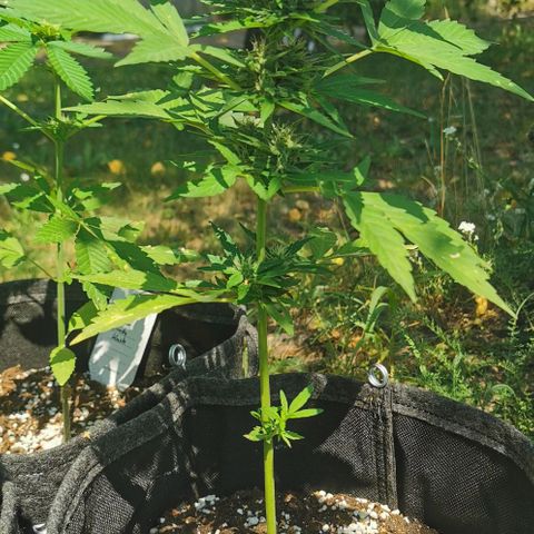 Auto Acid growlog timeline photo